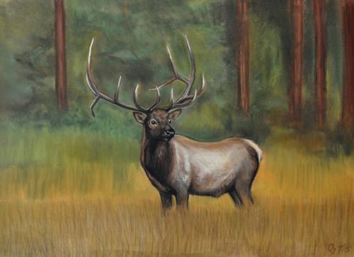 Mountain Elk by Cindy Cave
