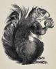 Squirrel by Bernard Brussel-Smith (1914-1989)